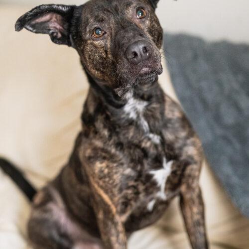 Enlarge Tyson, a Adoptable mixed breed in Vienna, ON image 3/5