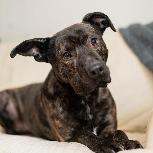 Enlarge Tyson, a Adoptable mixed breed in Vienna, ON image 3/5