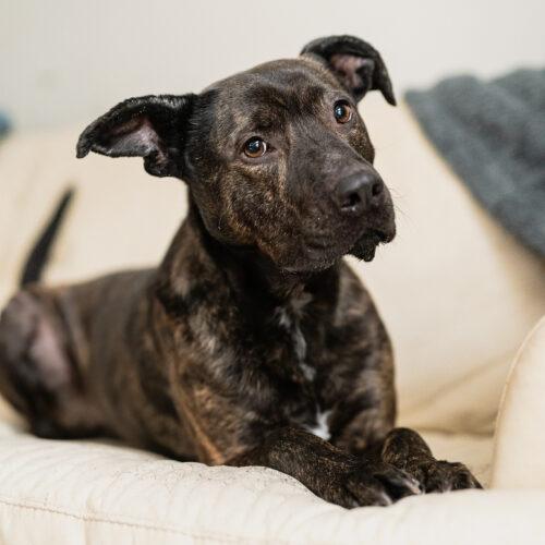 Enlarge Tyson, a Adoptable mixed breed in Vienna, ON image 4/5