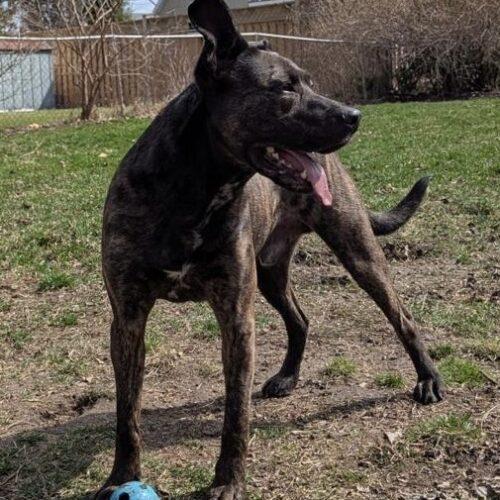 Enlarge Tyson, a Adoptable mixed breed in Vienna, ON image 5/5