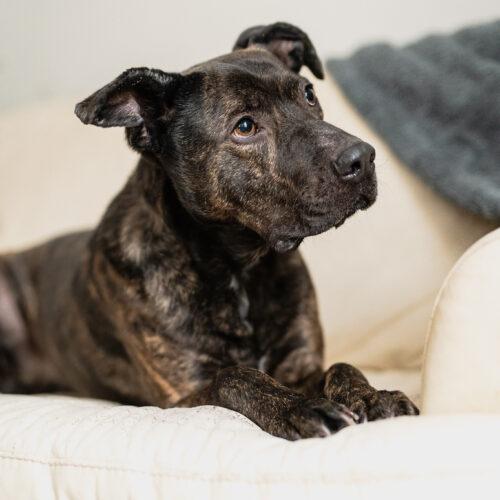 Enlarge Tyson, a Adoptable mixed breed in Vienna, ON image 5/5