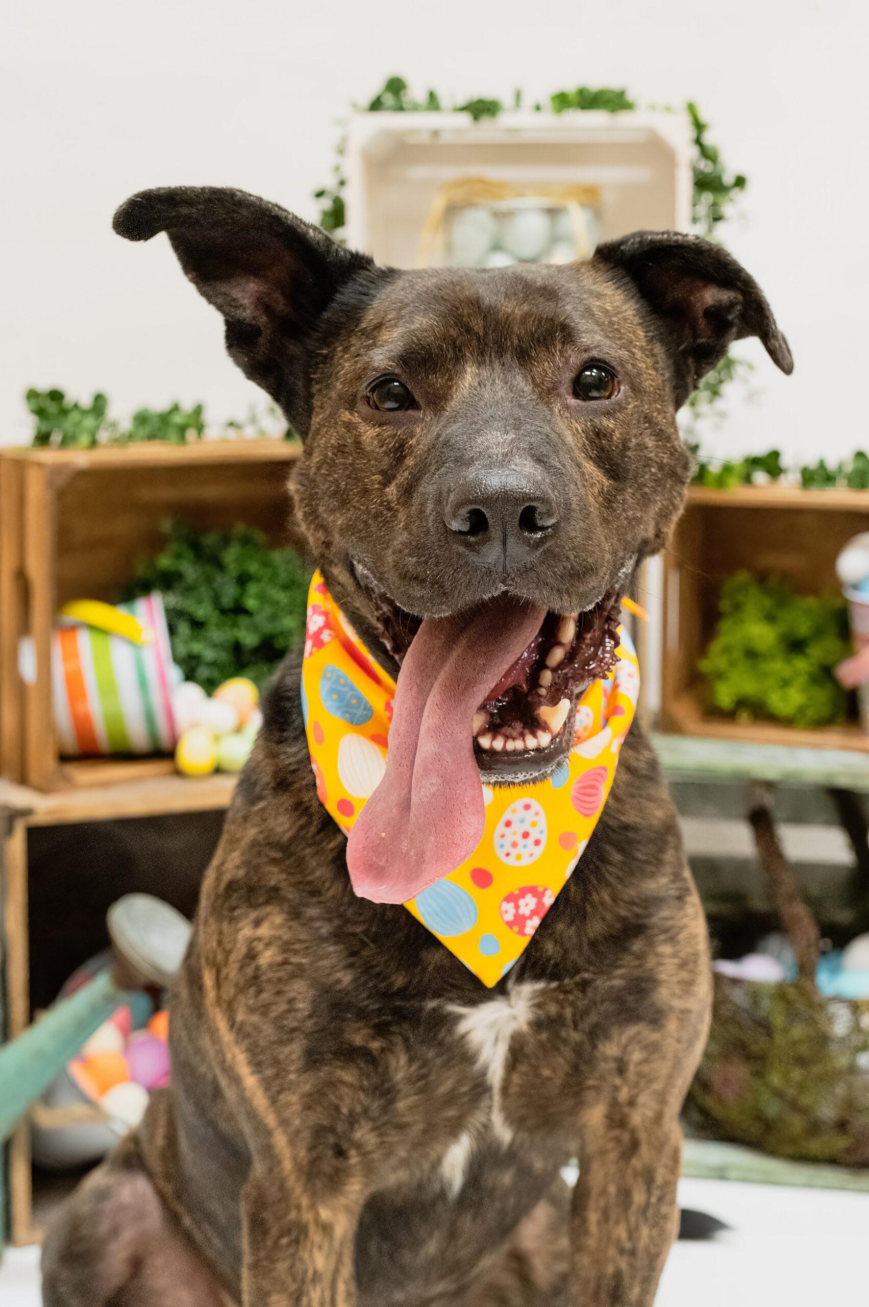 Enlarge Tyson, a Adoptable mixed breed in Vienna, ON image 6/6
