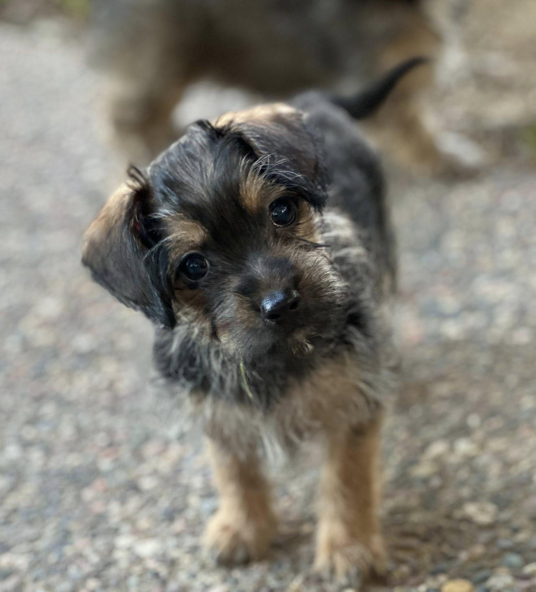 Enlarge Maggie, a Adopted mixed breed in Tracy, CA image 1/3