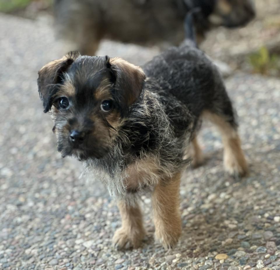 Enlarge Maggie, a Adopted mixed breed in Tracy, CA image 2/3