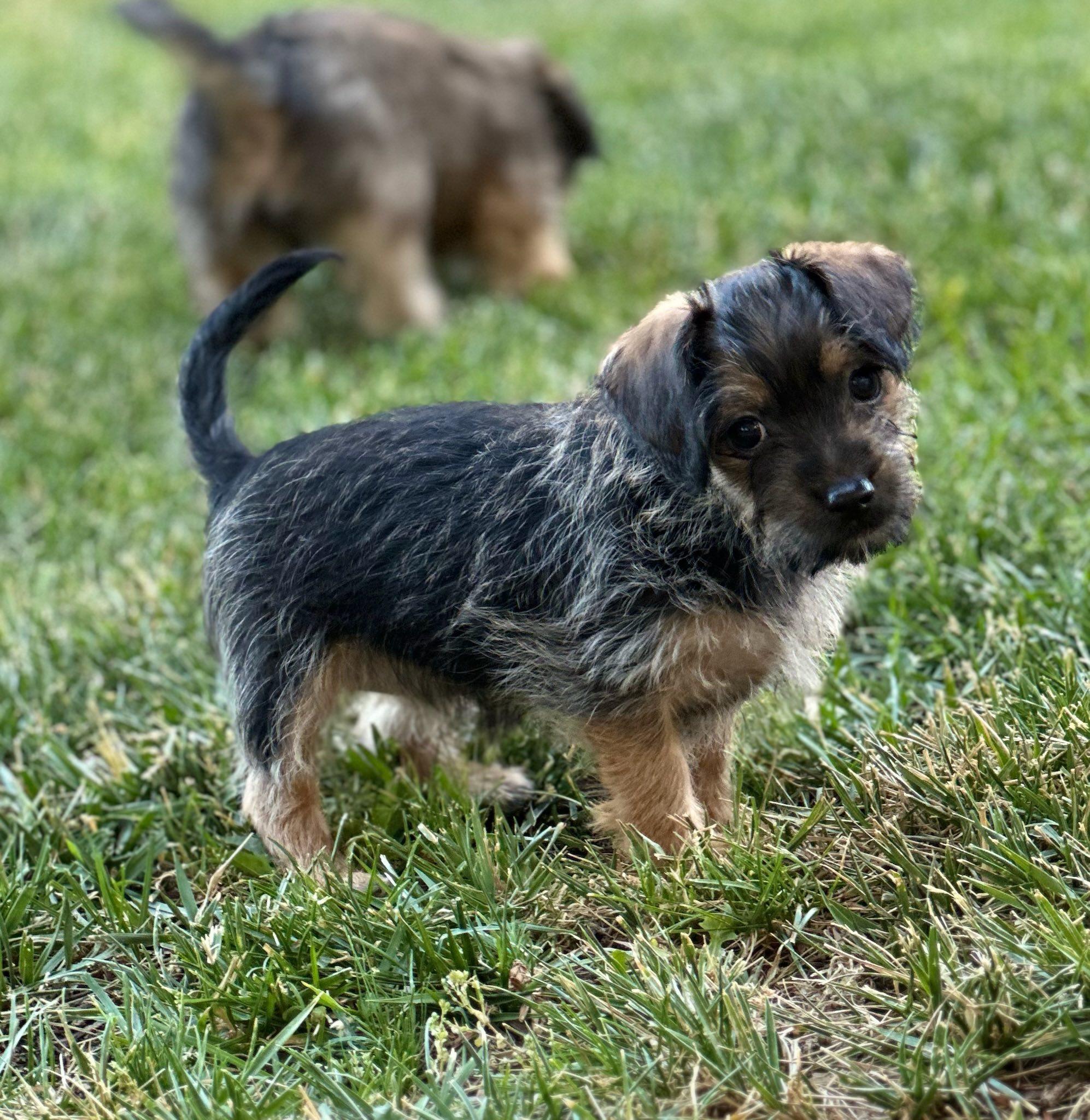 Enlarge Maggie, a Adopted mixed breed in Tracy, CA image 3/3