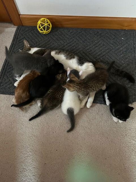 Wisteria, a Adoptable Domestic Short Hair in Ocean Pines, MD image 1/3