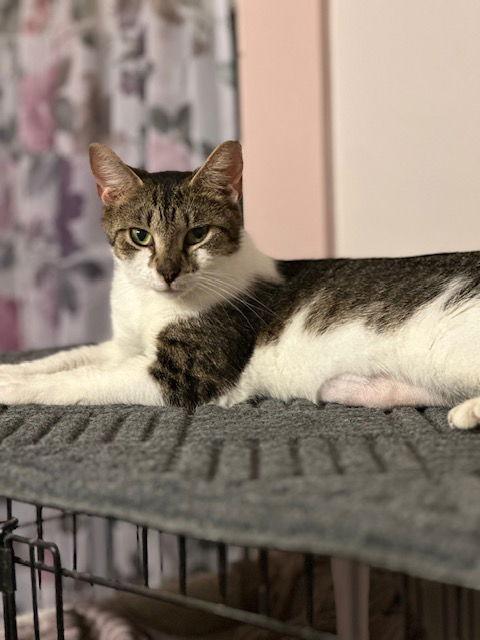 Wisteria, a Adoptable Domestic Short Hair in Ocean Pines, MD image 2/3