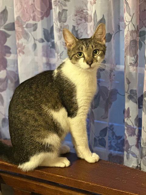 Wisteria, a Adoptable Domestic Short Hair in Ocean Pines, MD image 3/3