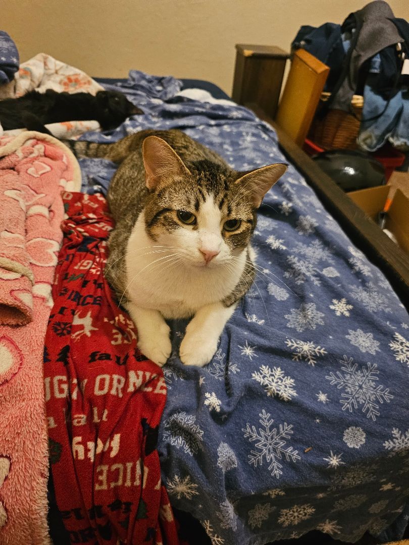 Enlarge Kit Kat, a Adopted Domestic Short Hair in Apache, OK image 1/1