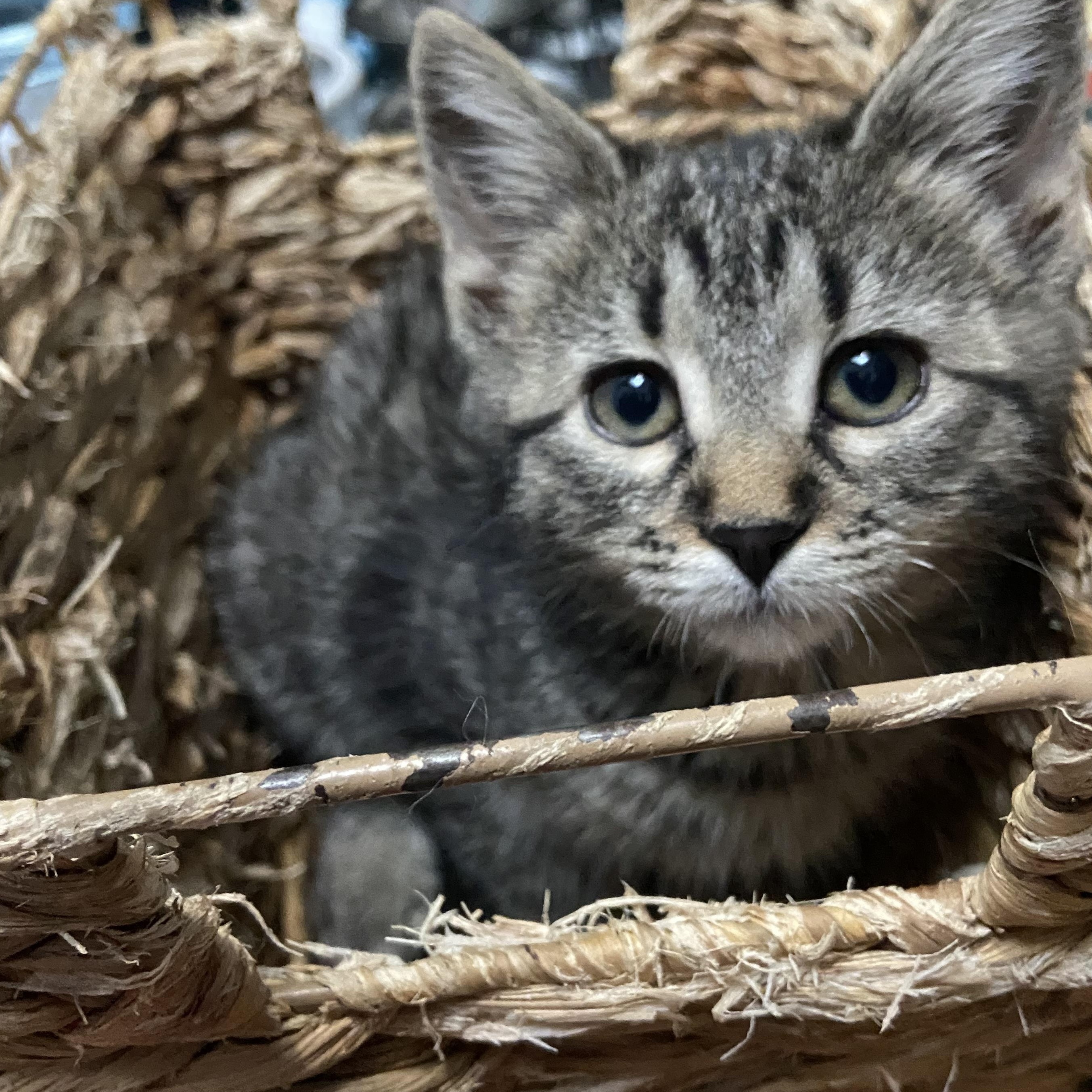 Enlarge Clara Coleman, a ADOPTABLE Domestic Short Hair in Denver, CO image 3/5