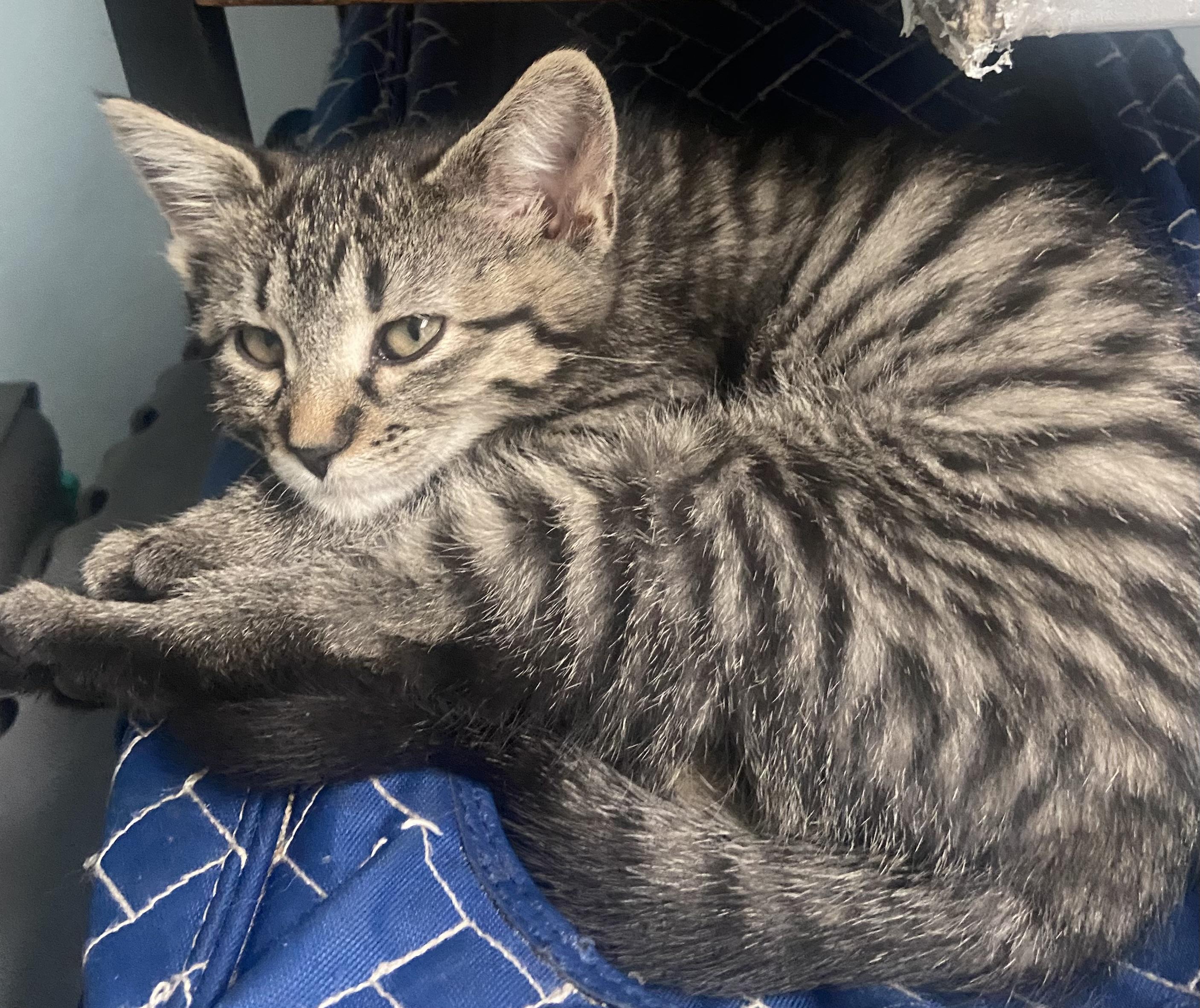 Enlarge Clara Coleman, a ADOPTABLE Domestic Short Hair in Denver, CO image 2/5