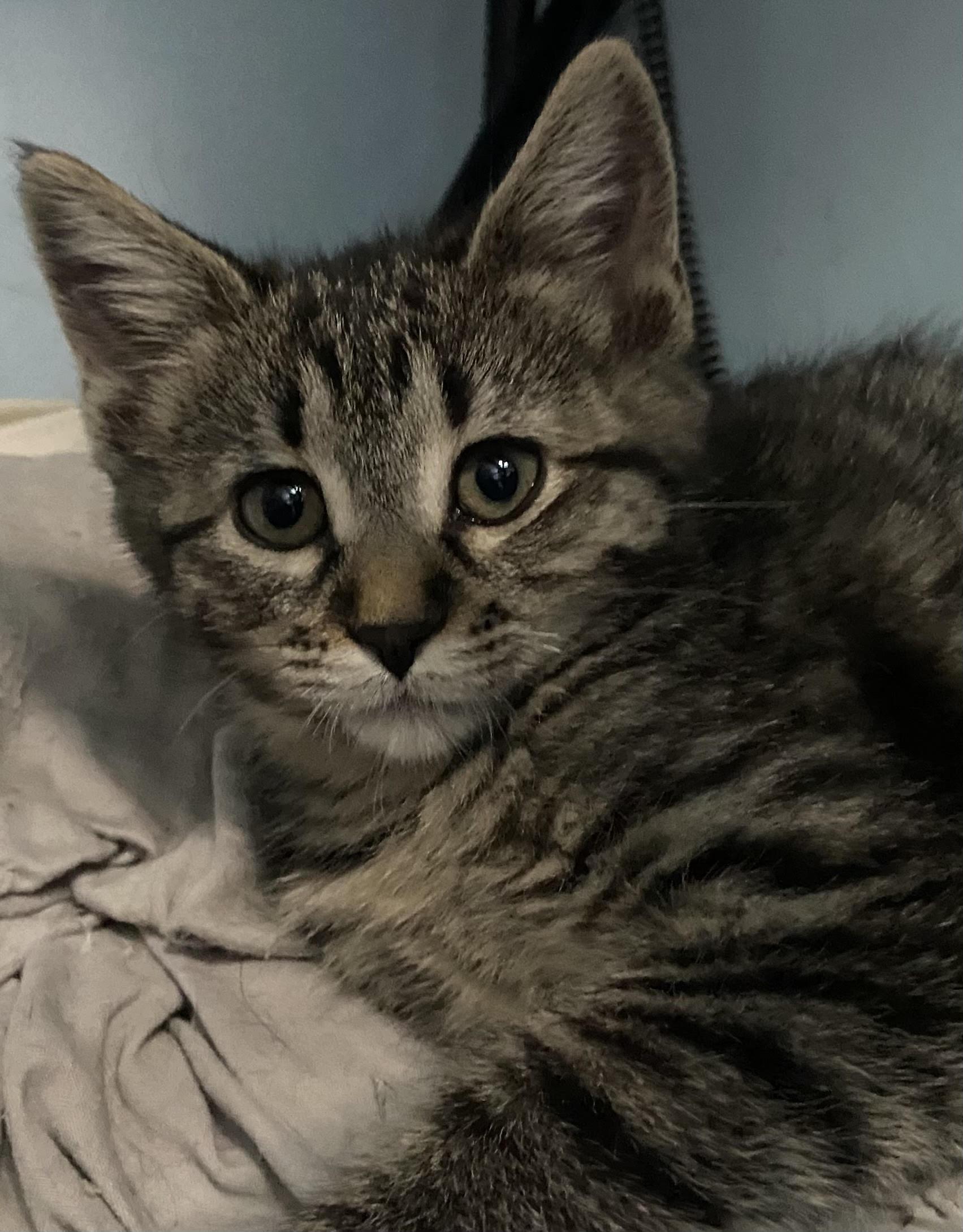 Enlarge Clara Coleman, a ADOPTABLE Domestic Short Hair in Denver, CO image 5/5