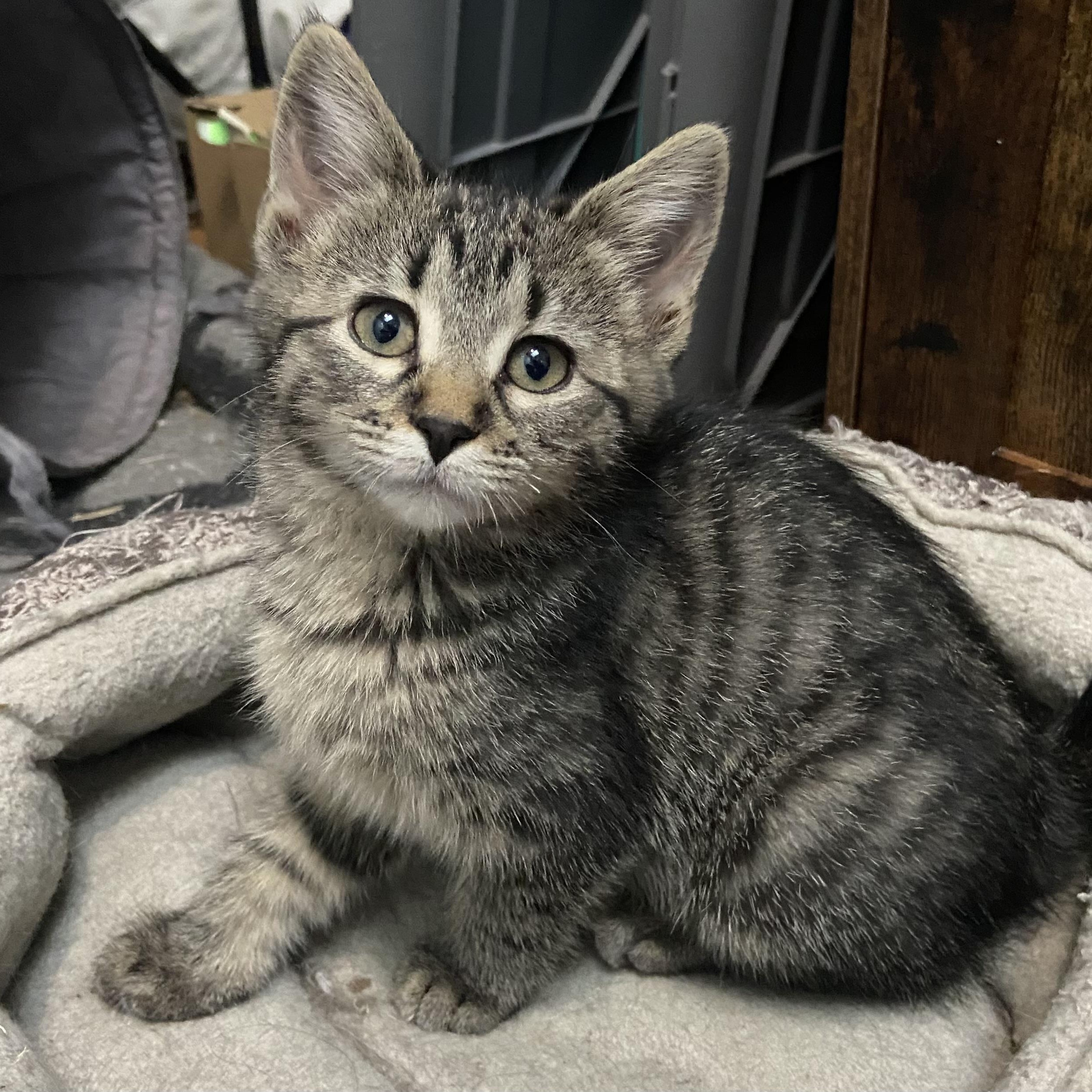 Enlarge Clara Coleman, a ADOPTABLE Domestic Short Hair in Denver, CO image 1/5