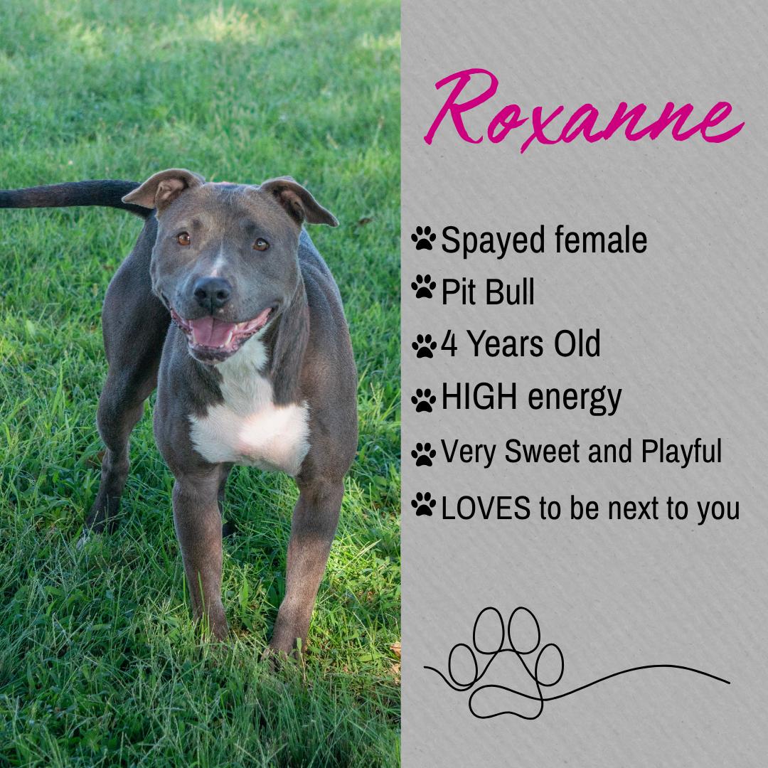 Roxanne, ADOPTABLE, Adult Female Pit Bull Terrier.