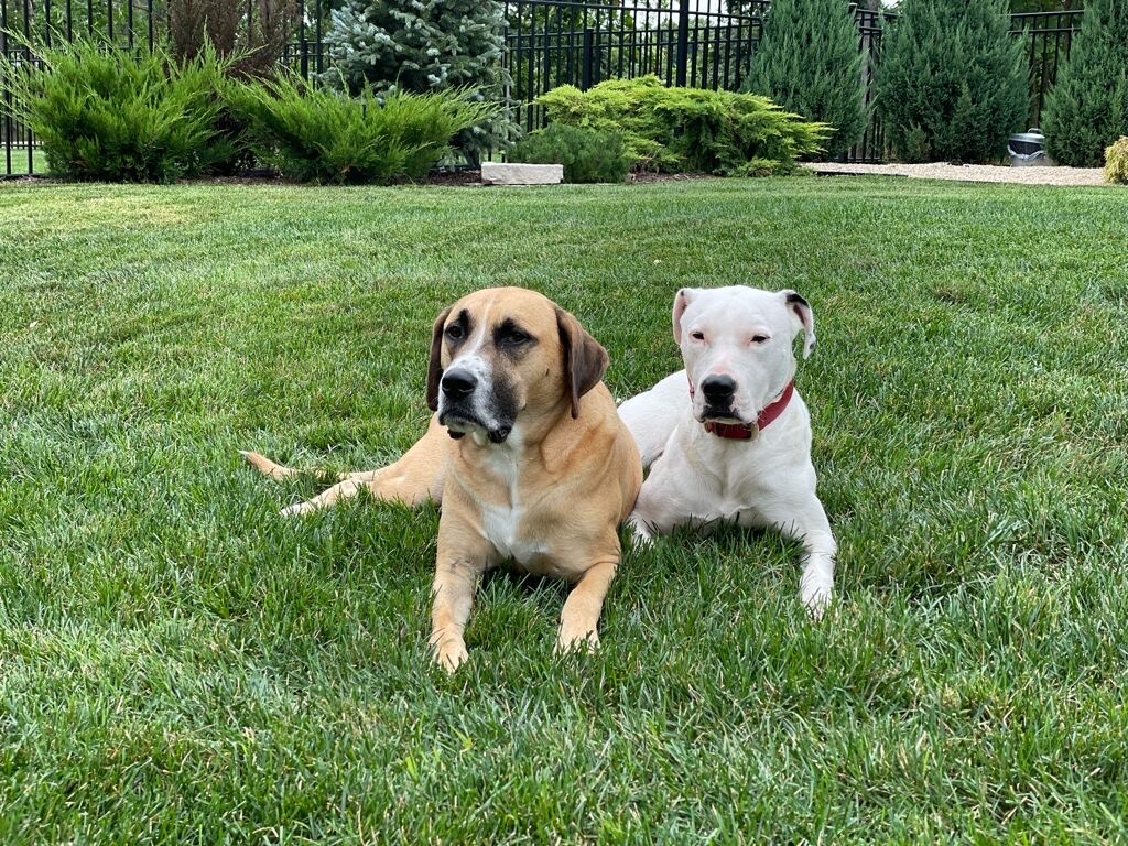 HAWK, a Adoptable mixed breed in Glenview, IL image 1/6