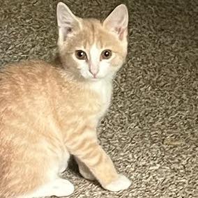 Enlarge Rambo, a Adoptable Domestic Short Hair in South Elgin, IL image 1/1