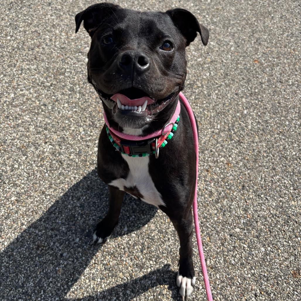 Enlarge Rocky, a Adoptable Boxer in Grand Rapids, MI image 1/3