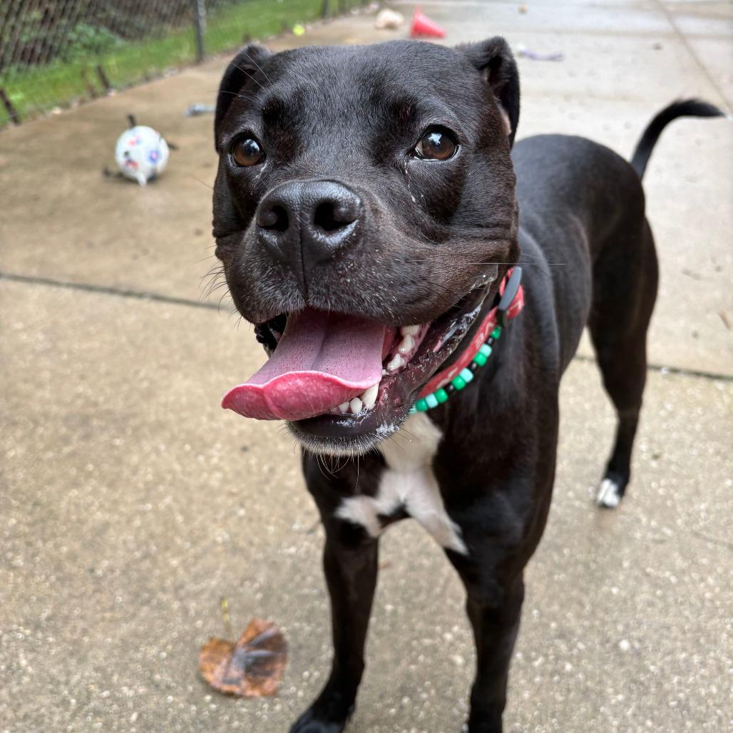 Enlarge Rocky, a Adoptable Boxer in Grand Rapids, MI image 2/3