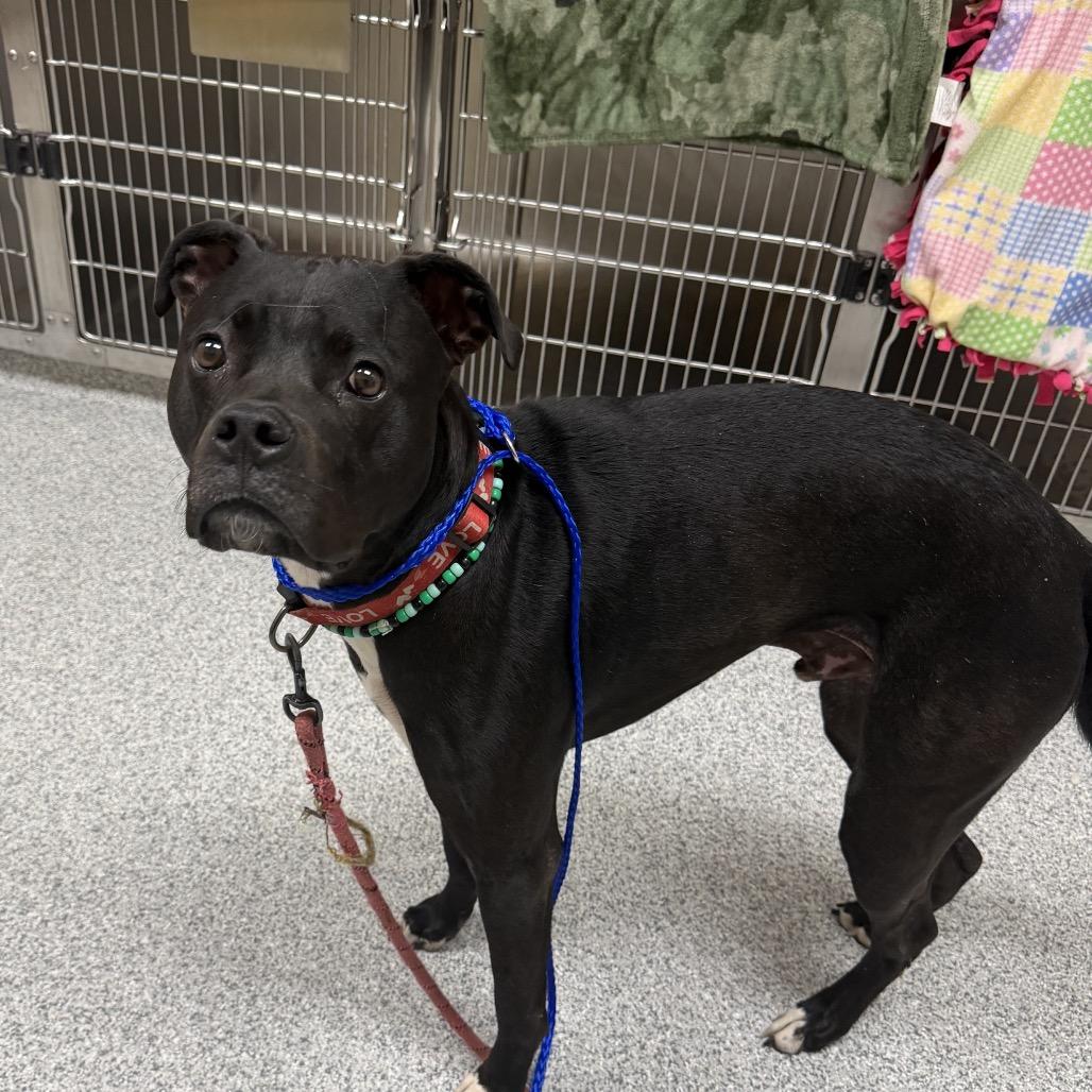 Enlarge Rocky, a Adoptable Boxer in Grand Rapids, MI image 3/3