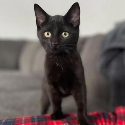 Turner (bonded with Tina), adopted, Kitten Male Domestic Short Hair.