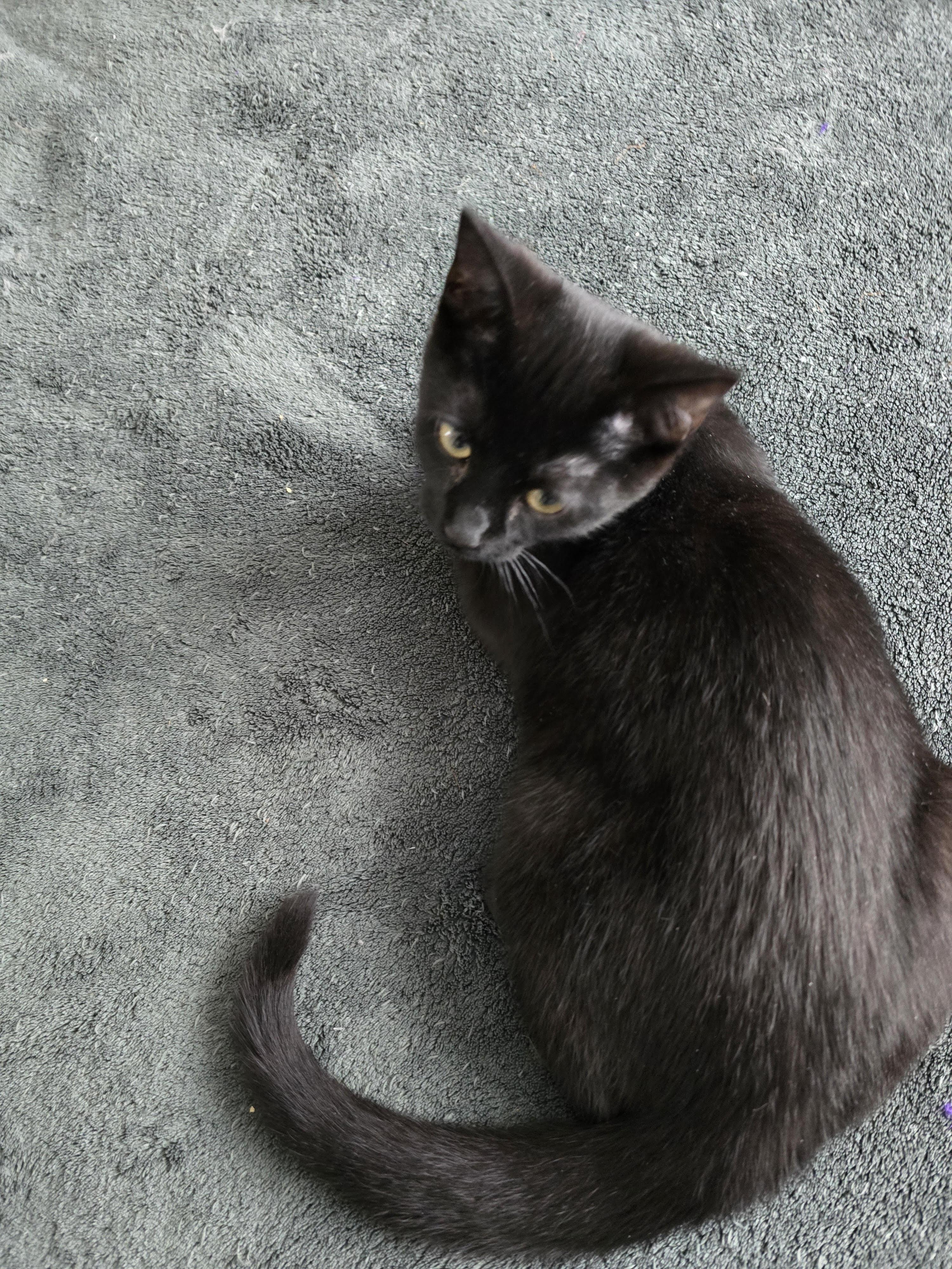 Turner (bonded with Tina), an adoptable Domestic Short Hair in Pickering, ON image 5/6