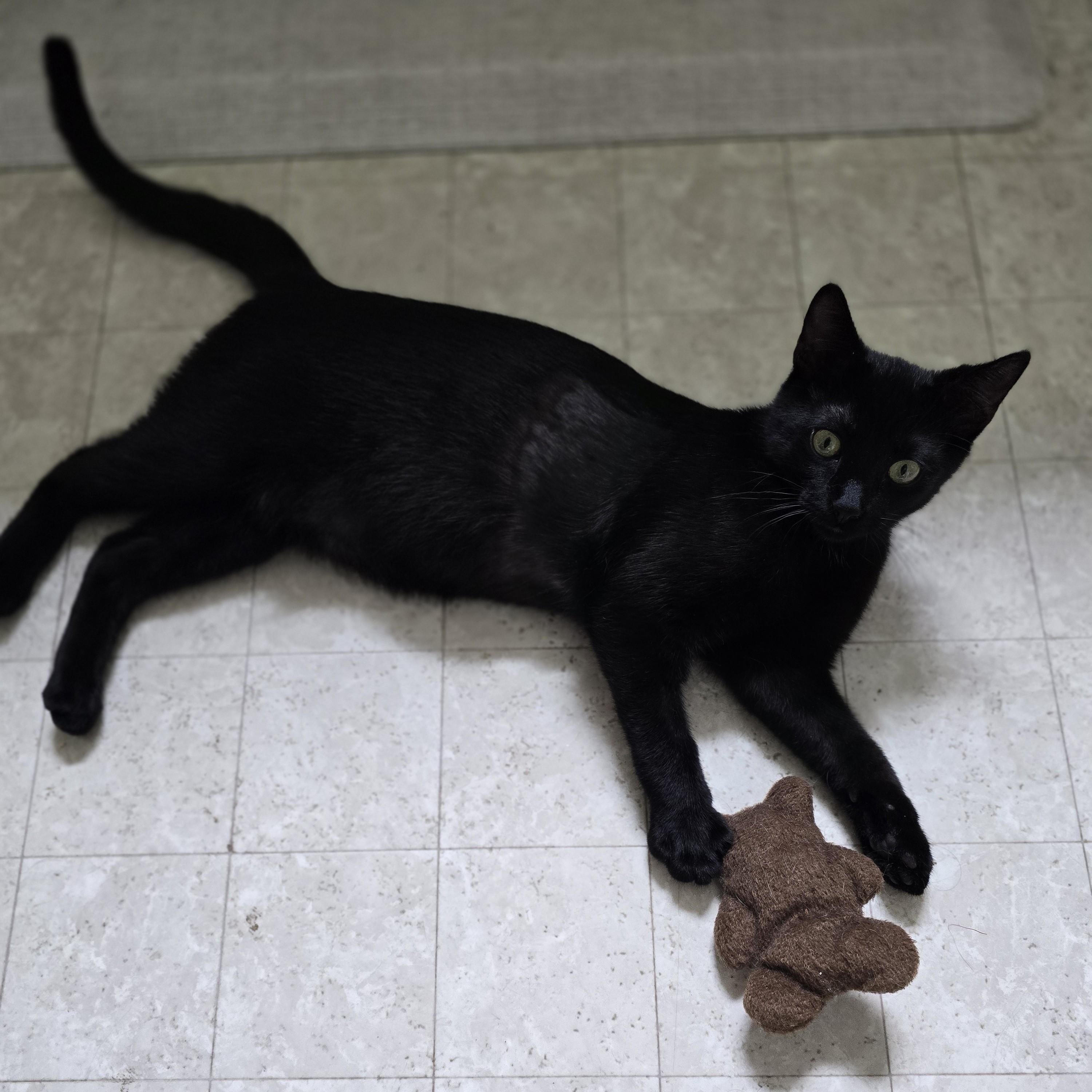 Turner (bonded with Tina), an adoptable Domestic Short Hair in Pickering, ON image 2/6