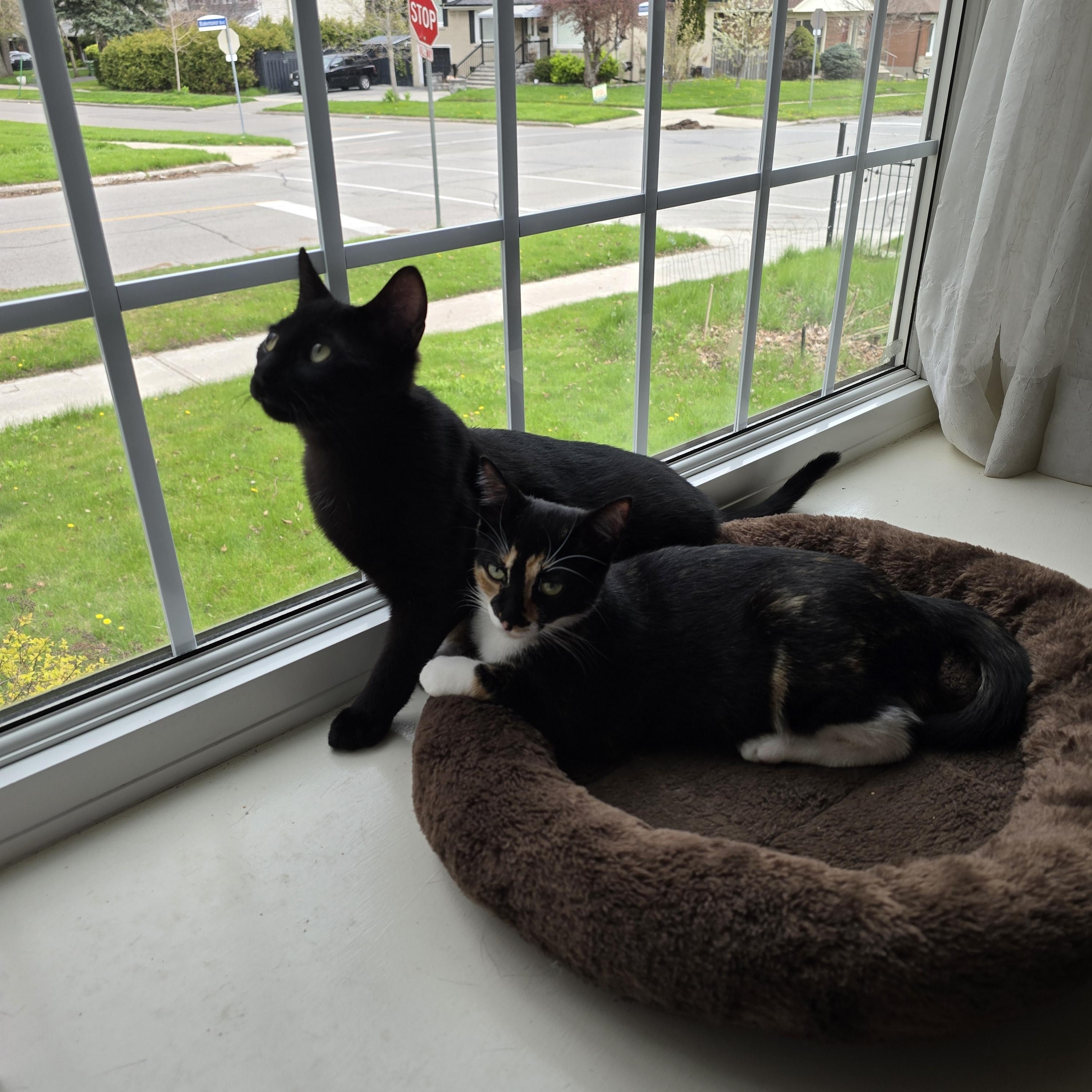 Turner (bonded with Tina), an adoptable Domestic Short Hair in Pickering, ON image 3/6