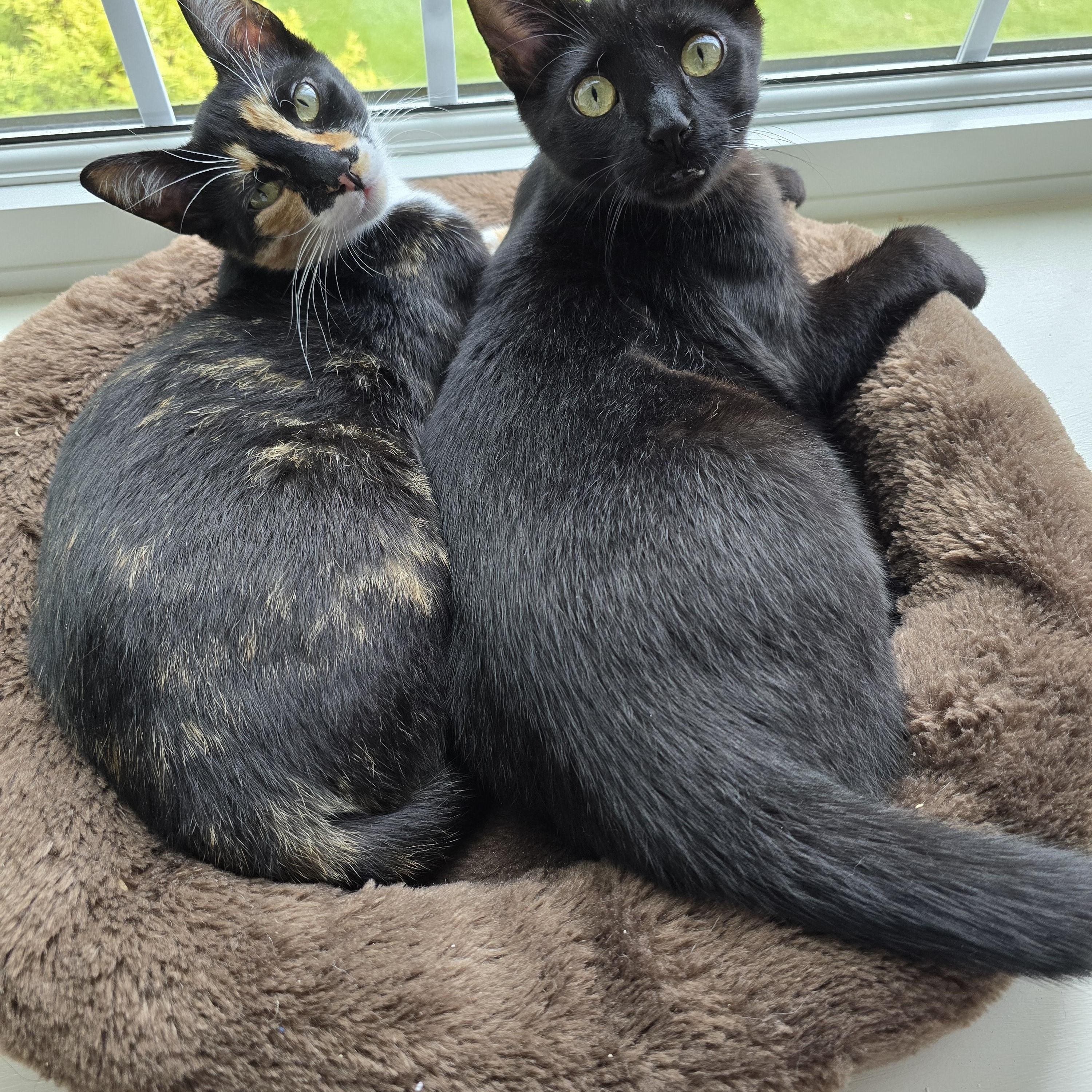 Turner (bonded with Tina), an adoptable Domestic Short Hair in Pickering, ON image 1/6