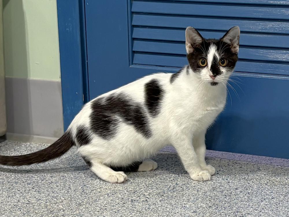 Ocheno, Adoptable, Young Male Domestic Short Hair.