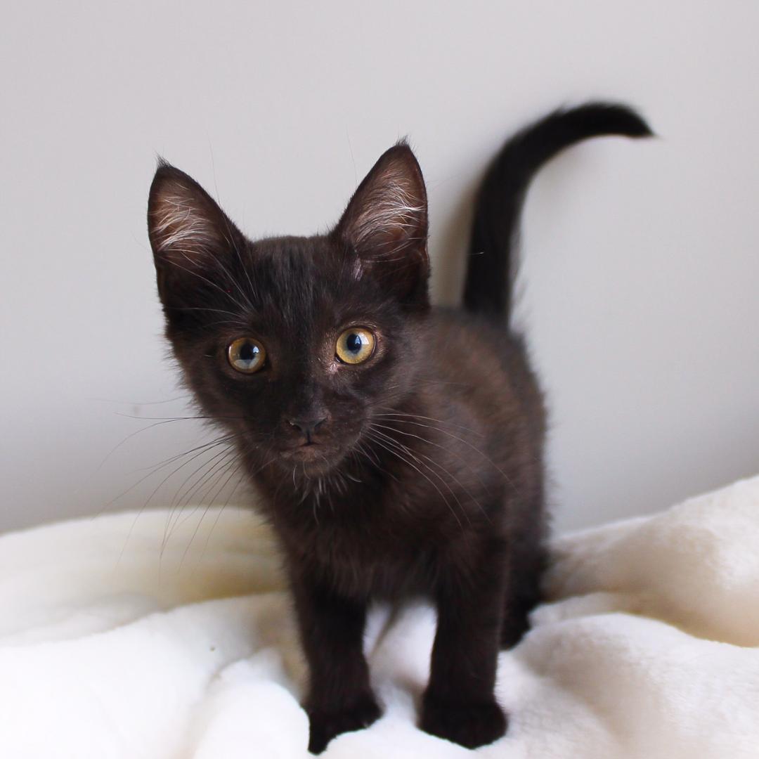 Rocco, Adoptable, Kitten Male Domestic Short Hair.