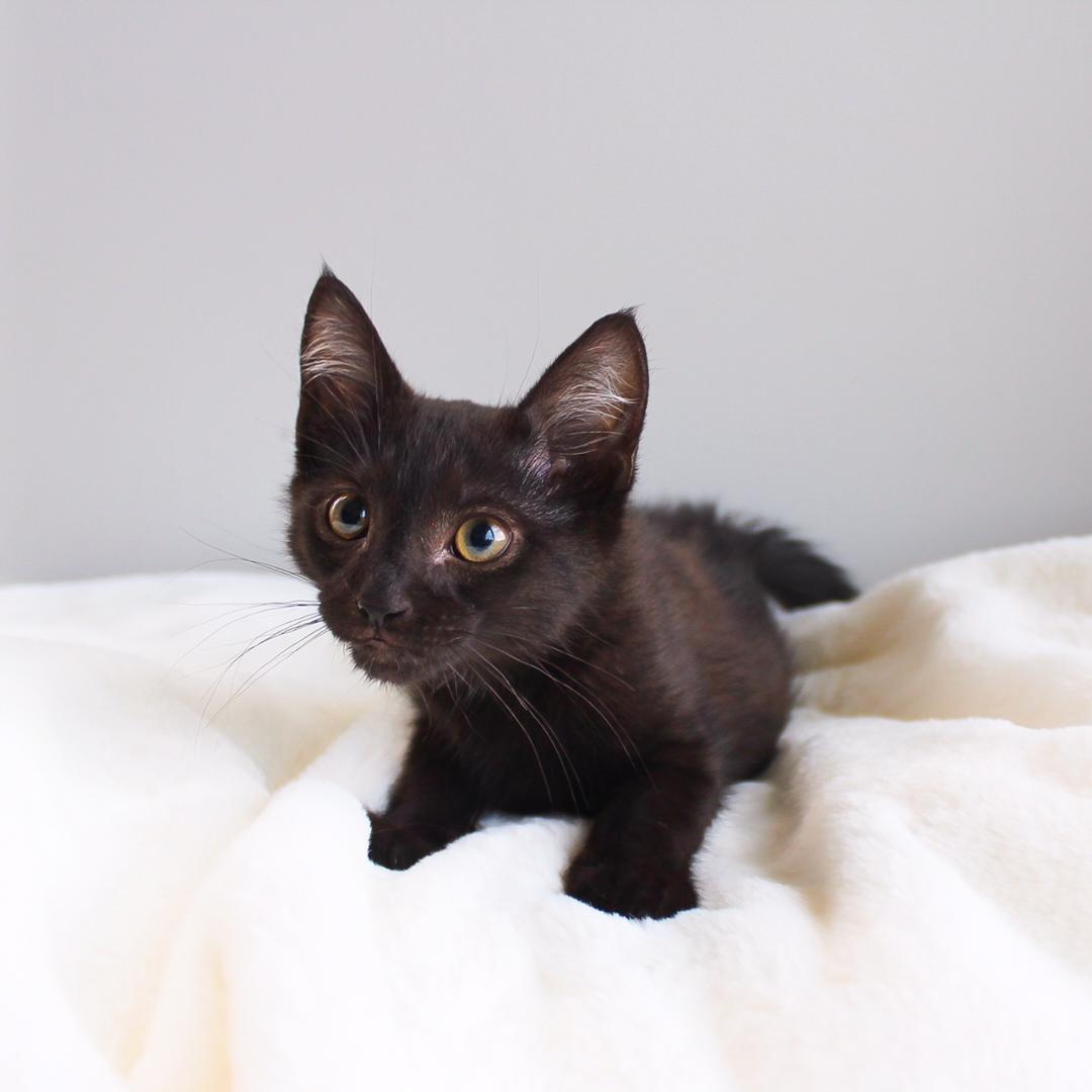 Enlarge Rocco, a Adoptable Domestic Short Hair in Wayne, NJ image 2/3