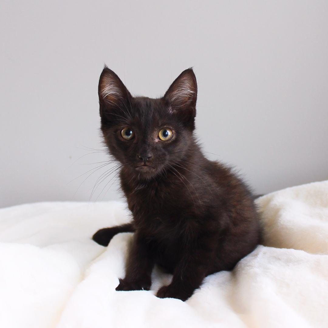 Enlarge Rocco, a Adoptable Domestic Short Hair in Wayne, NJ image 3/3