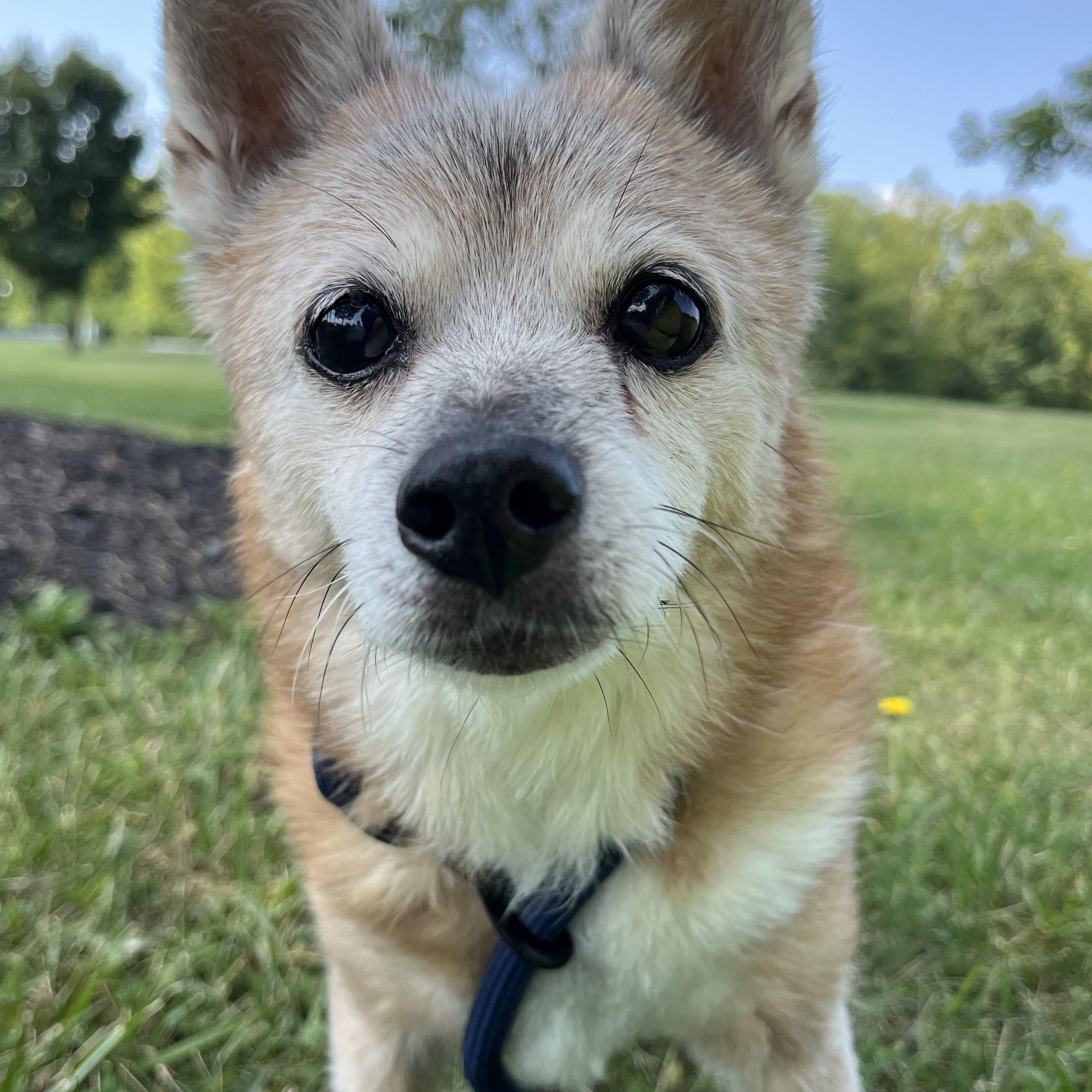 Giselle, ADOPTABLE, Senior Female Chihuahua & Pomeranian.