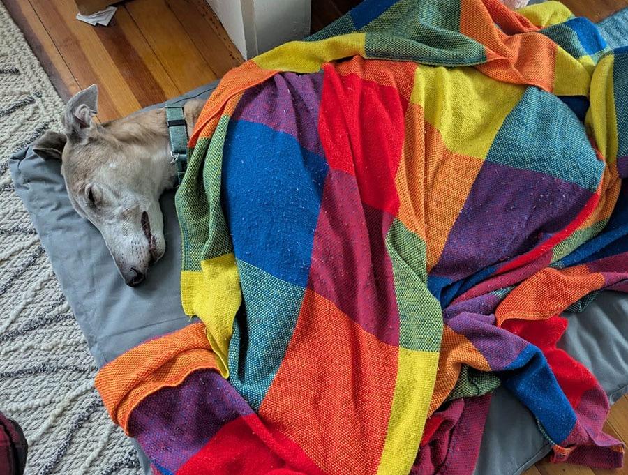 Krewe, a ADOPTABLE Greyhound in Ware, MA image 4/4