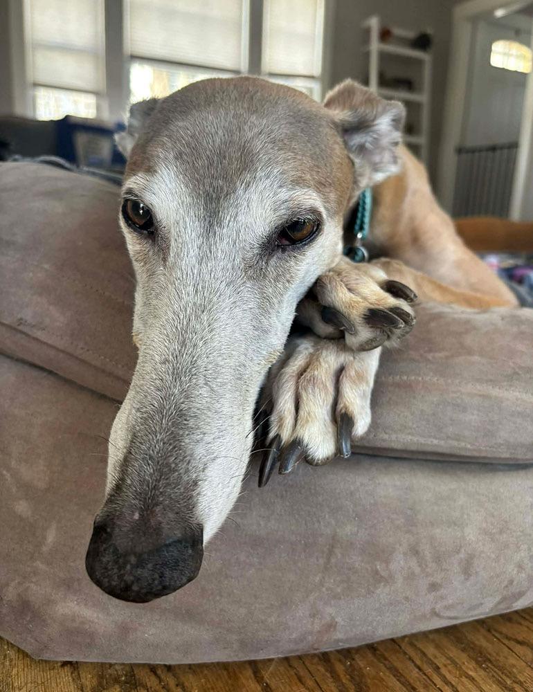 Krewe, a ADOPTABLE Greyhound in Ware, MA image 1/4