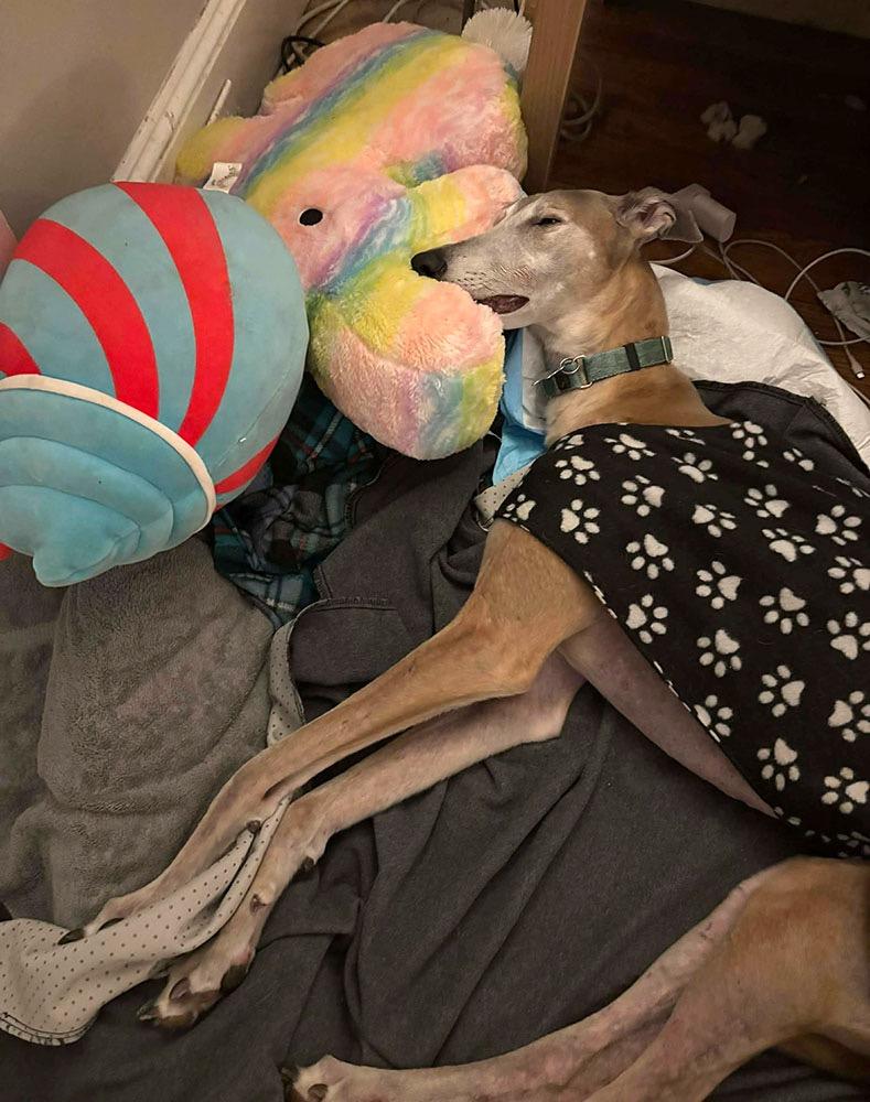 Krewe, a ADOPTABLE Greyhound in Ware, MA image 3/4