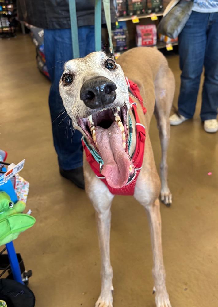 Krewe, a ADOPTABLE Greyhound in Ware, MA image 2/4