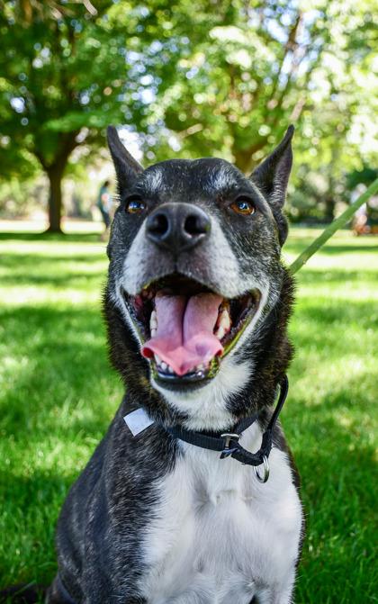 Yuki, Adoptable, Adult Female Siberian Husky & Pit Bull Terrier.