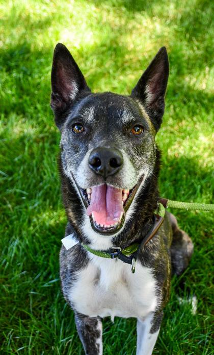 Enlarge Yuki, a Adoptable mixed breed in Yakima, WA image 2/3