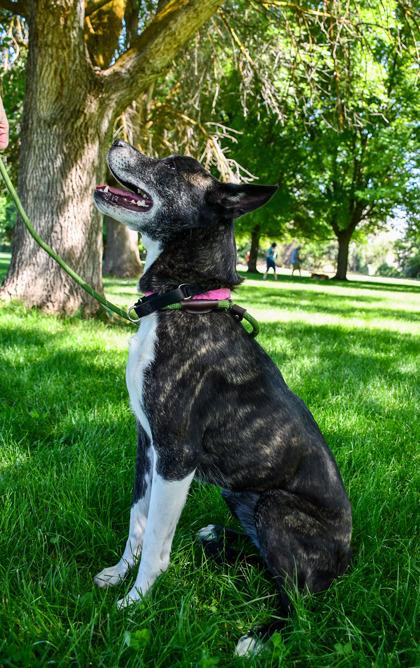 Enlarge Yuki, a Adoptable mixed breed in Yakima, WA image 3/3