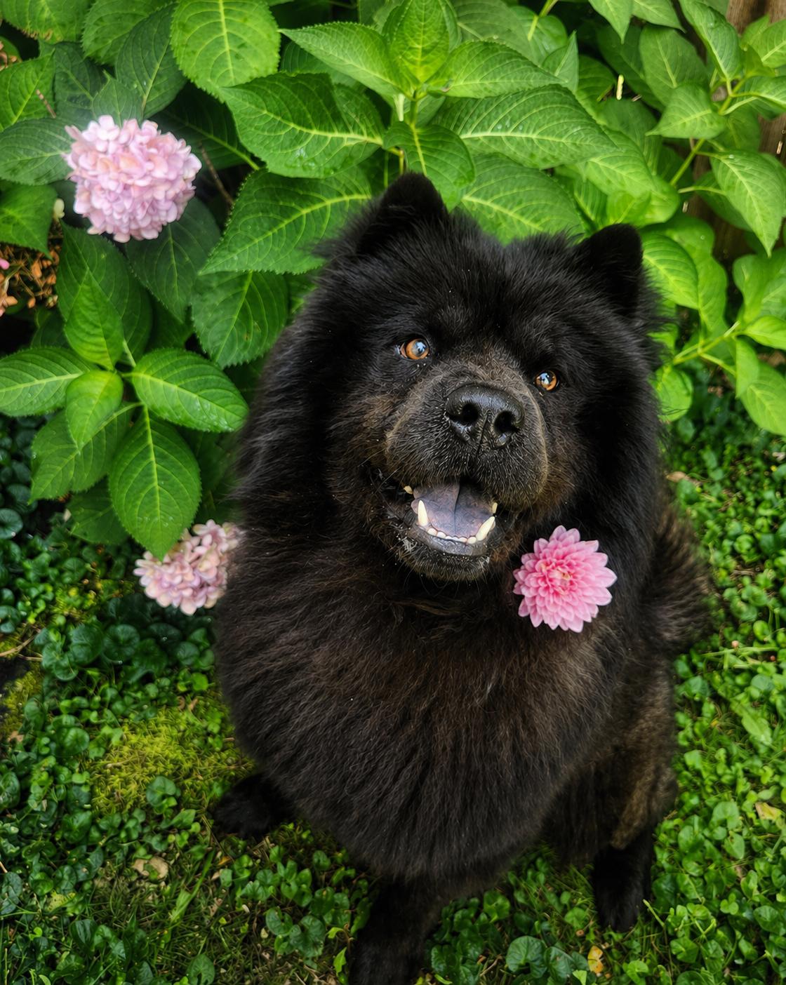 Enlarge Mochi, a ADOPTABLE Chow Chow in Louisville, KY image 3/4