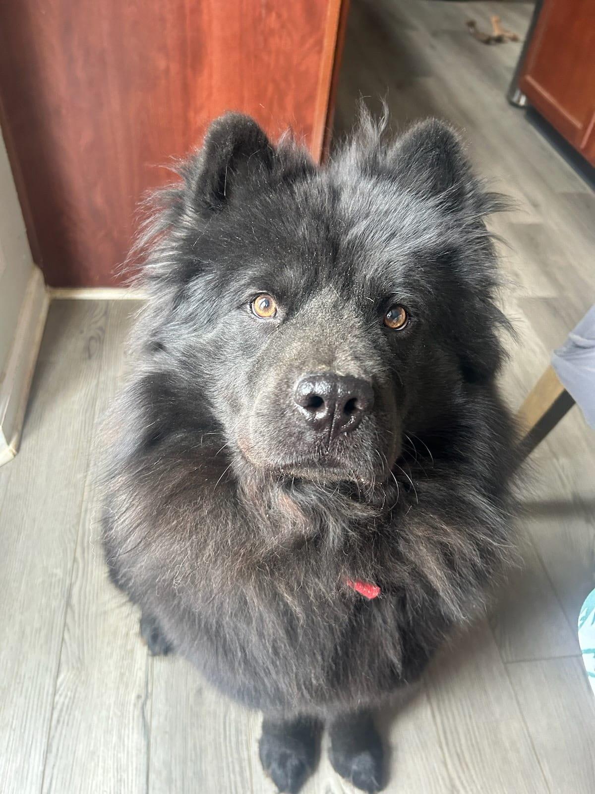 Mochi, a ADOPTABLE Chow Chow in Louisville, KY image 3/3