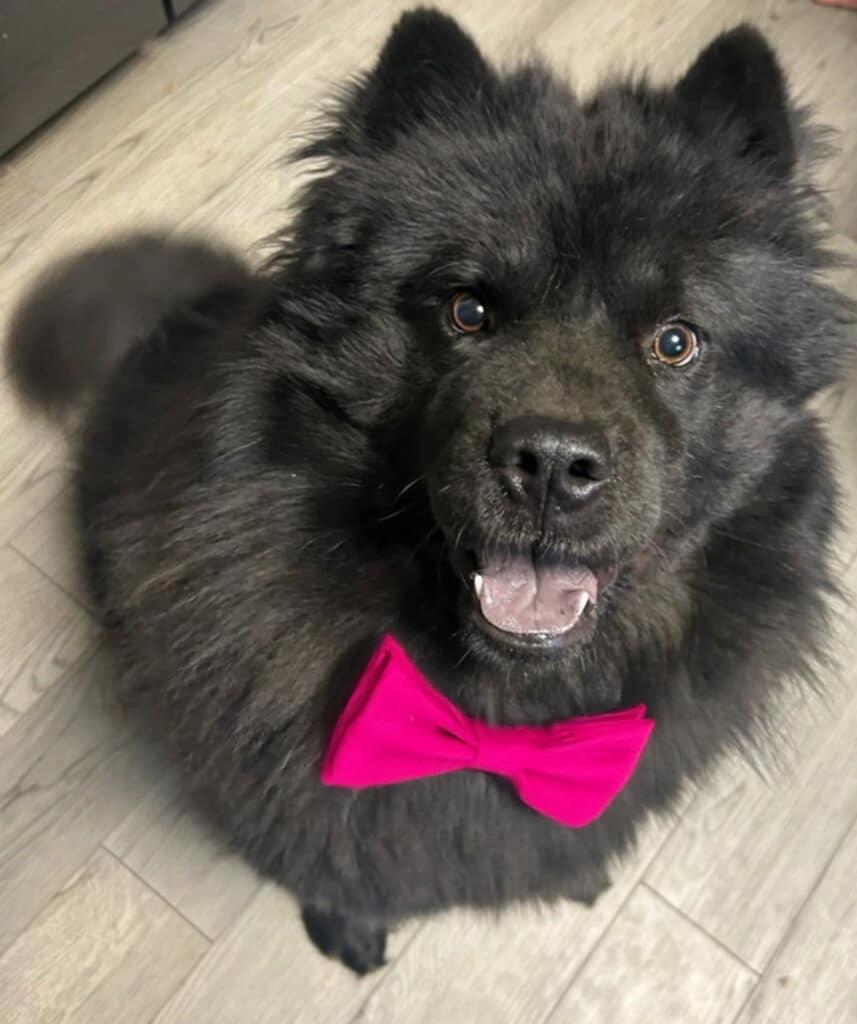 Mochi, ADOPTABLE, Young Male Chow Chow.