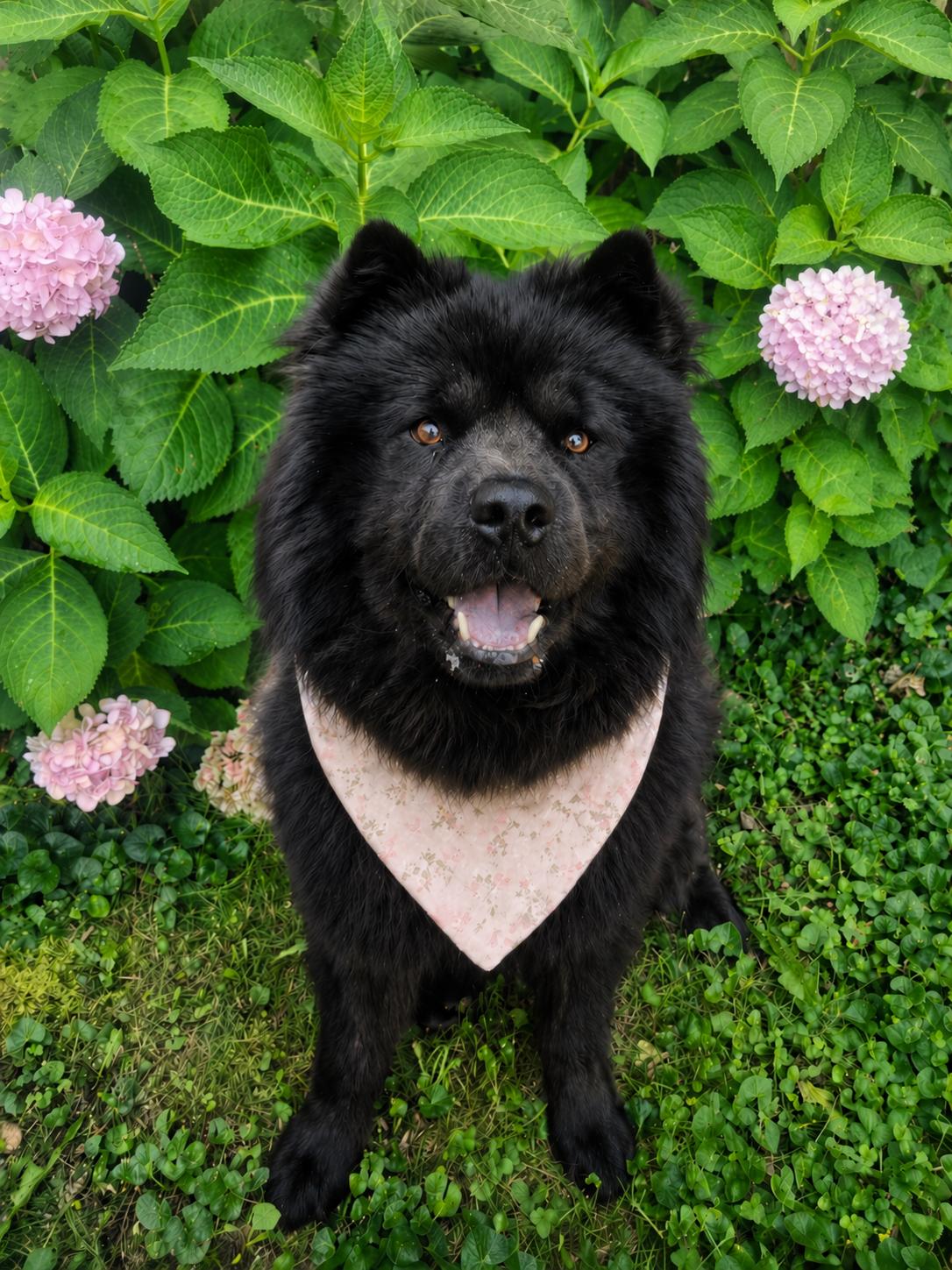 Mochi, ADOPTABLE, Young Male Chow Chow.