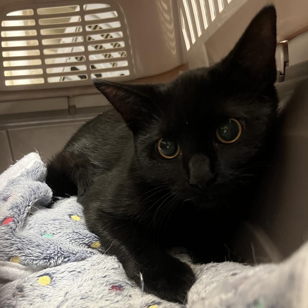 Enlarge Shadow, a Adoptable Domestic Short Hair in Gainesville, GA image 1/1
