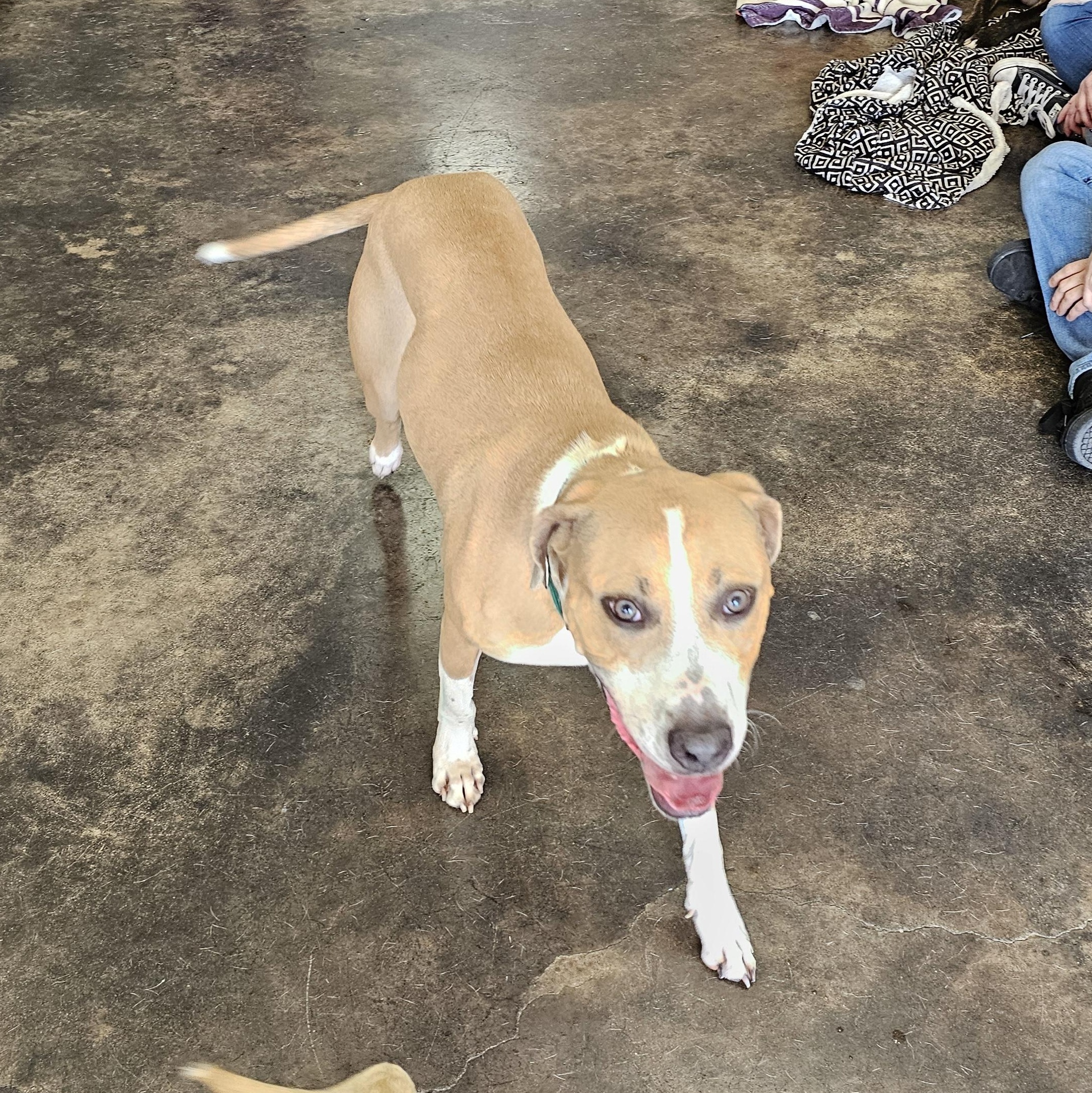 Tito, Adoptable, Adult Male American Staffordshire Terrier & Pit Bull Terrier.