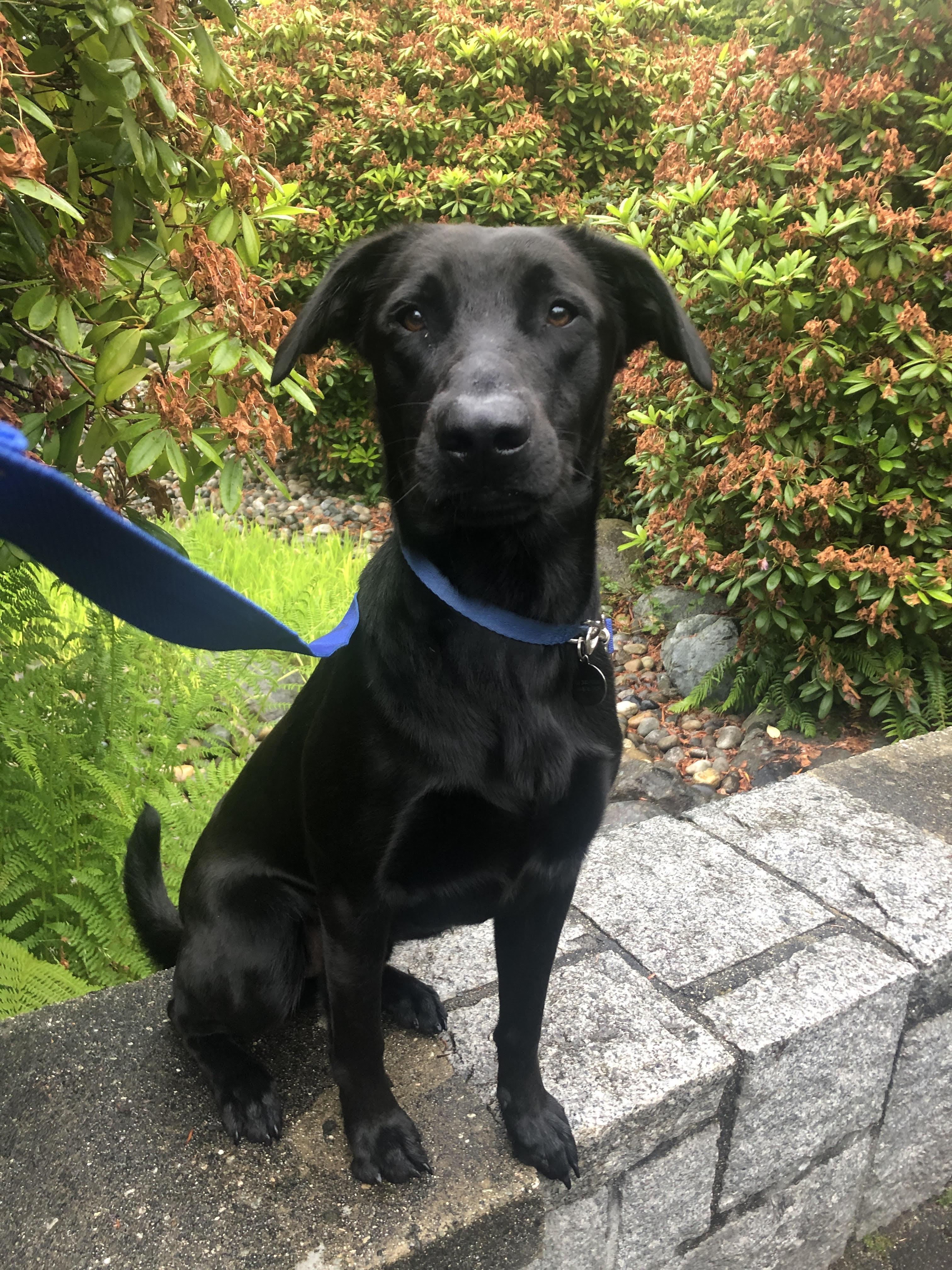 Enlarge Obelix, a ADOPTABLE mixed breed in Victoria, BC image 4/5