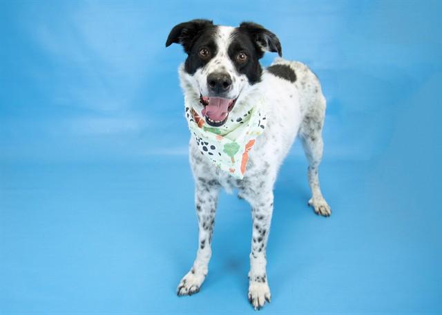NUDGEZ, Adoptable, Adult Male Australian Cattle Dog / Blue Heeler & Mixed Breed.