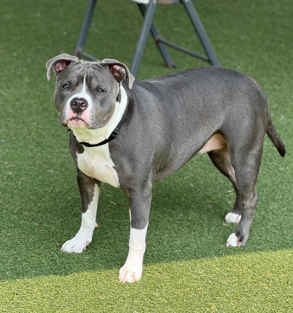 Enlarge Tiny, a Adoptable mixed breed in Columbia, IL image 1/6