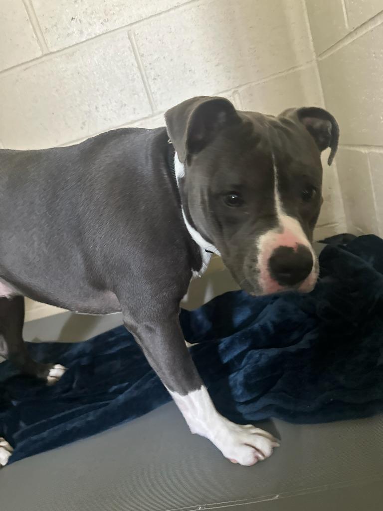 Tiny, a Adoptable mixed breed in Columbia, IL image 1/6